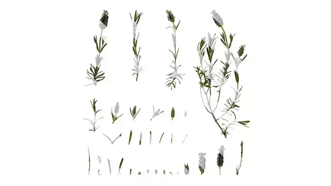 Anydrafts Lavandula stoechas Atlas 01