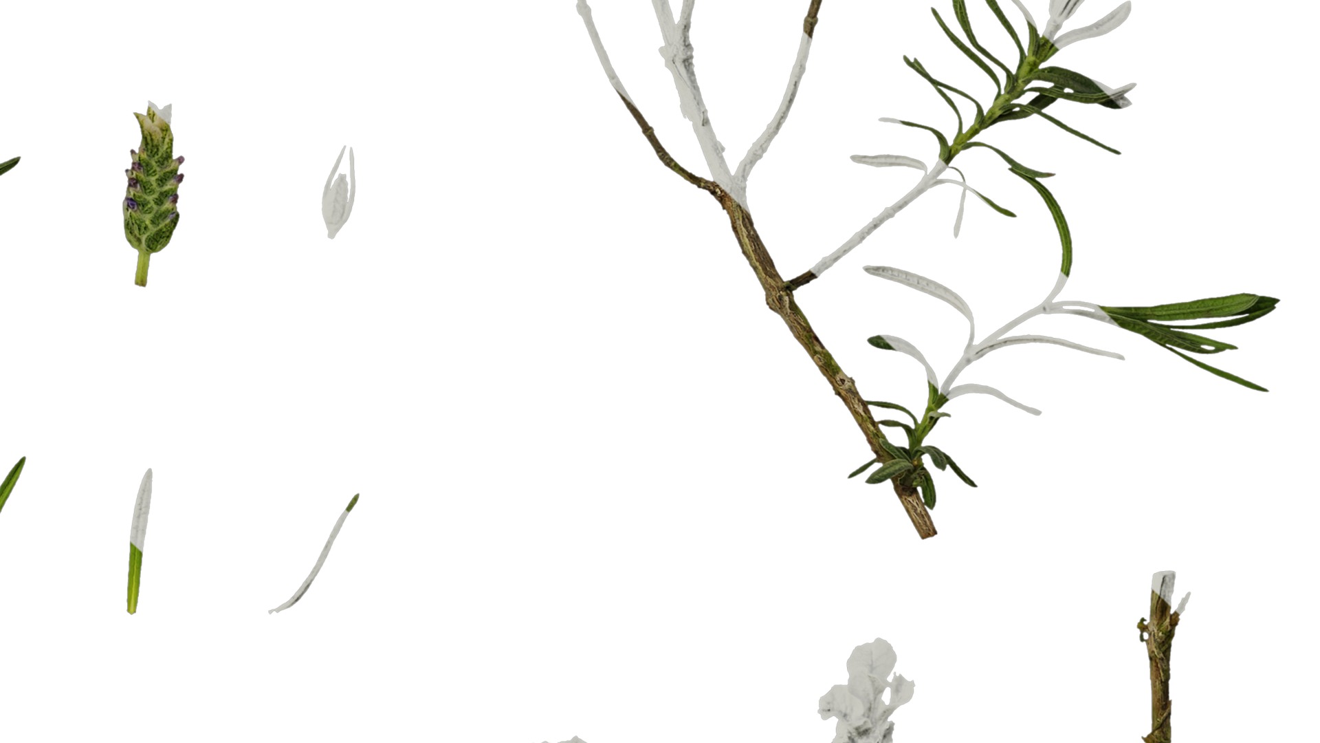 Anydrafts Lavandula stoechas Atlas 01 Texture_6