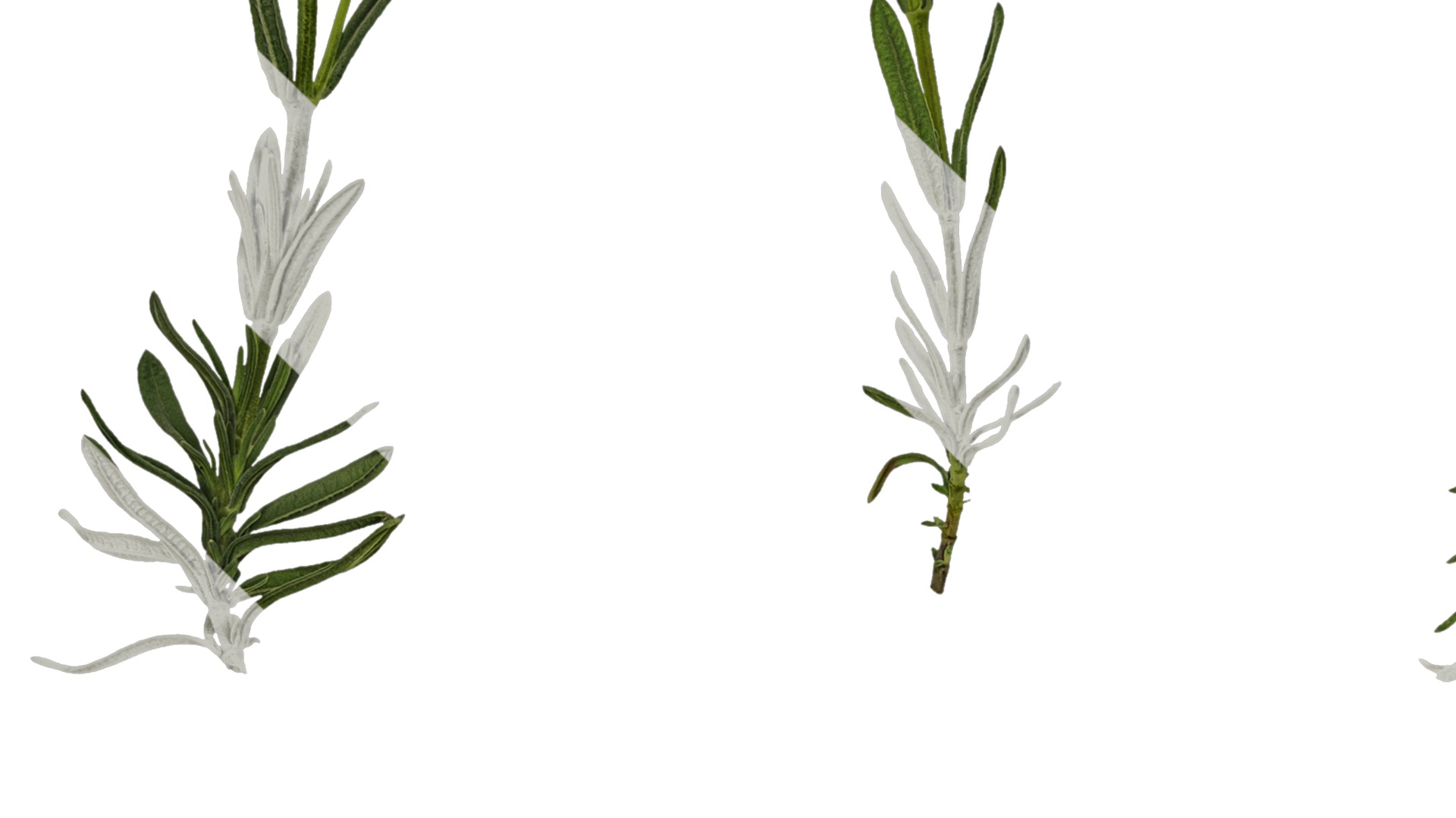 Anydrafts Lavandula stoechas Atlas 01 Texture_3