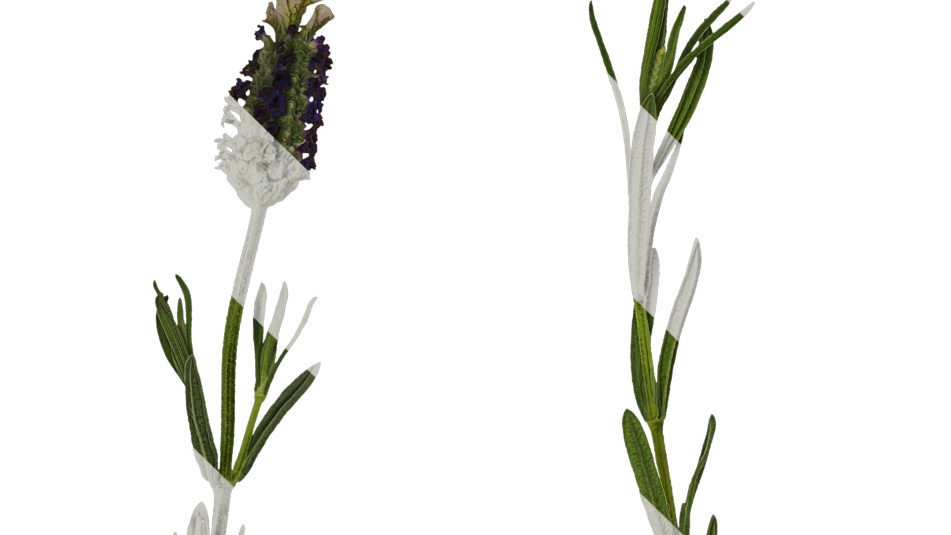 Anydrafts Lavandula stoechas Atlas 01 Texture_1