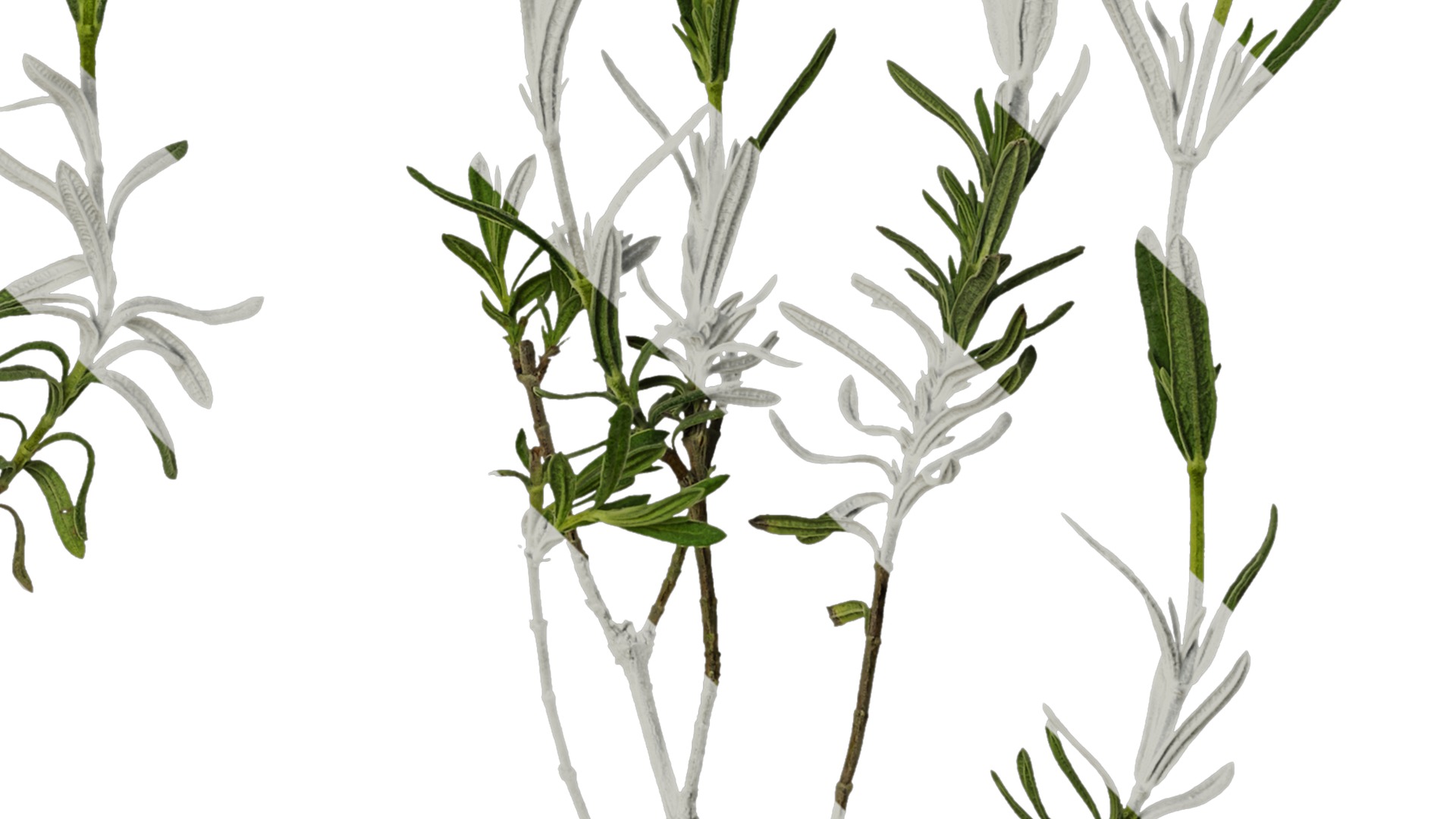 Anydrafts Lavandula stoechas Atlas 01 Texture_4