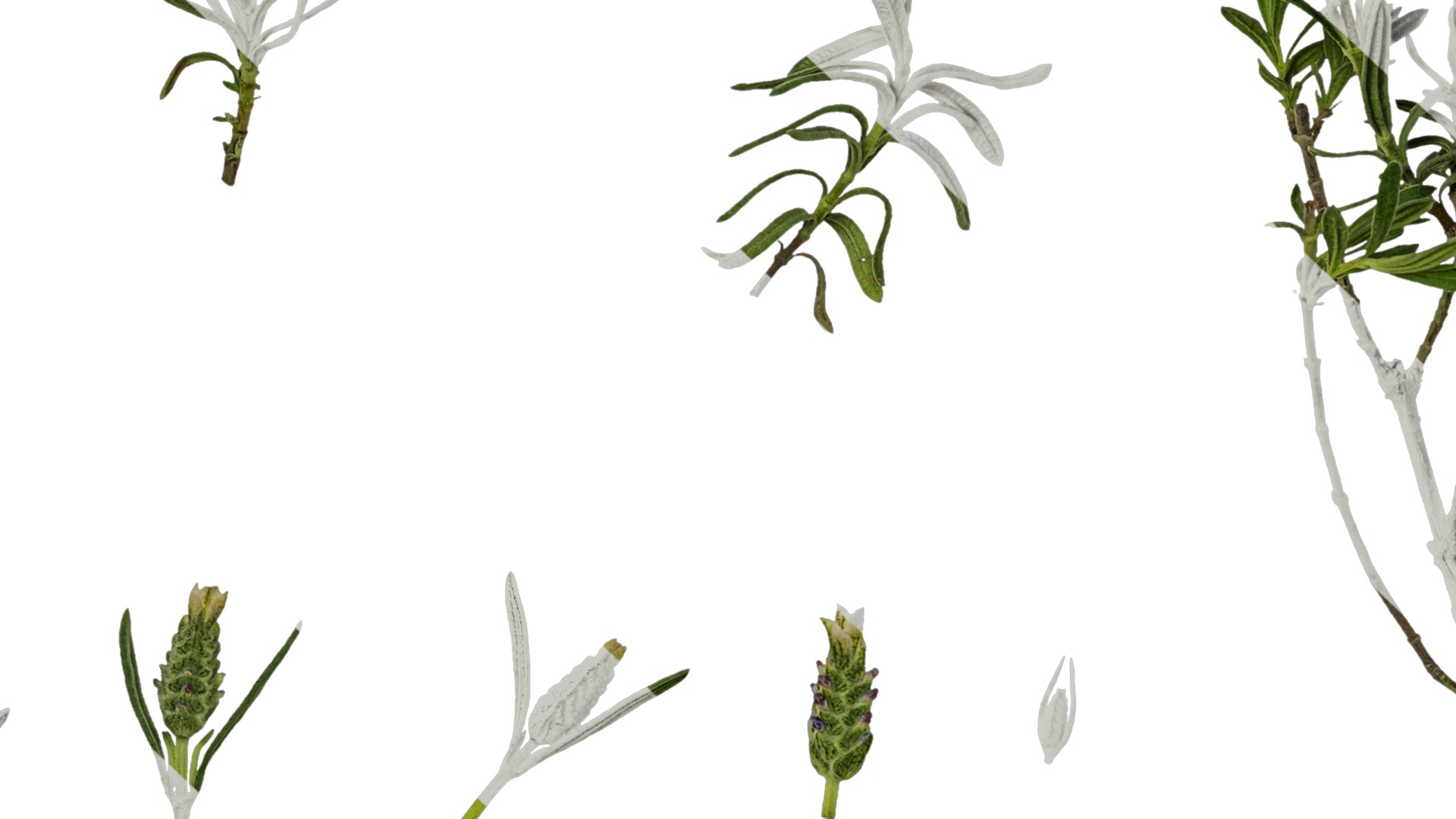 Anydrafts Lavandula stoechas Atlas 01 Texture_7