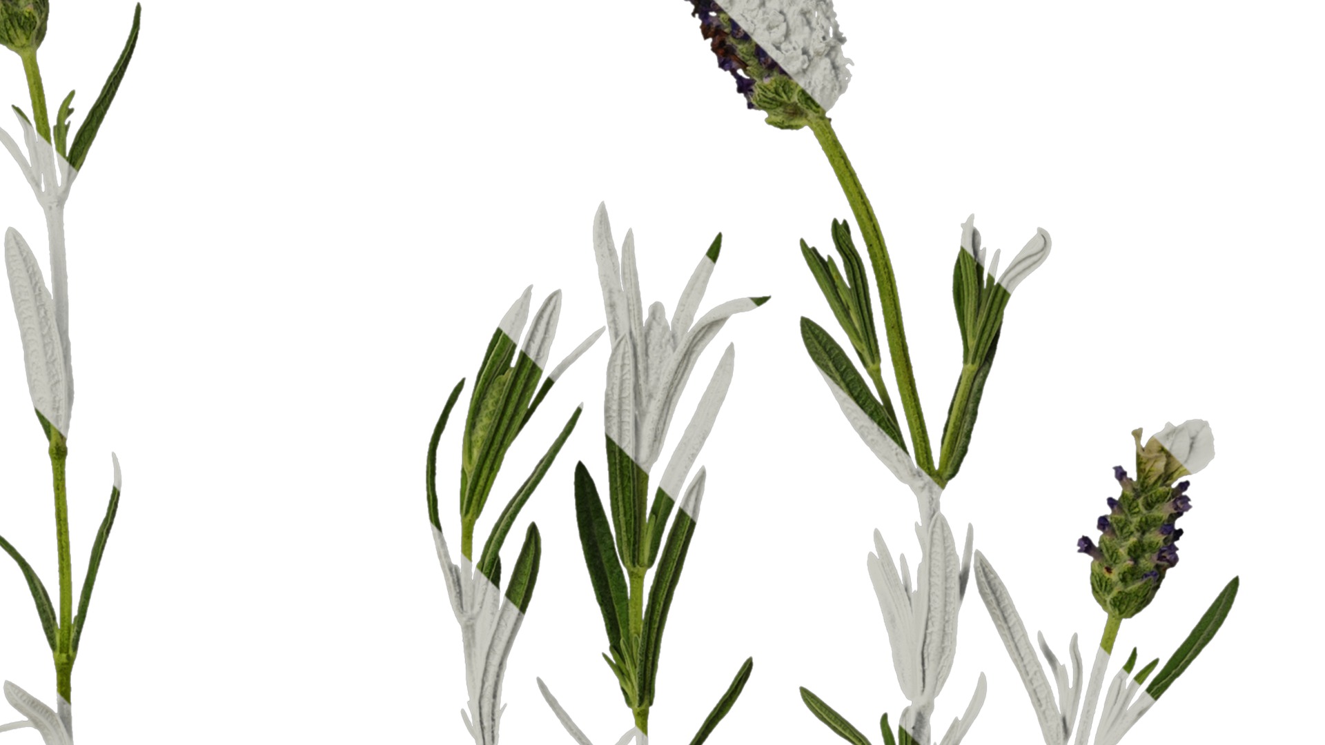 Anydrafts Lavandula stoechas Atlas 01 Texture_2