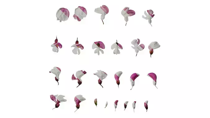 Anydrafts Robinia pseudoacacia purple robe Flower 01 Texture