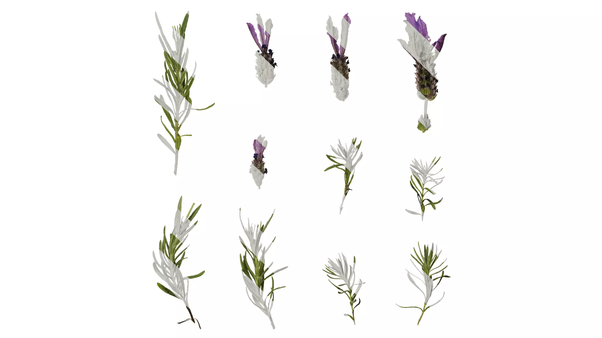 Anydrafts Lavandula stoechas Atlas 02 Texture