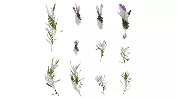 Anydrafts Lavandula stoechas Atlas 02