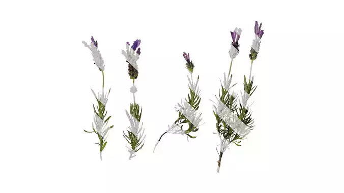 Anydrafts Lavandula stoechas Atlas 03