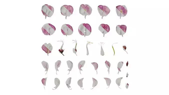 Anydrafts Robinia pseudoacacia purple robe Flower 02 Texture