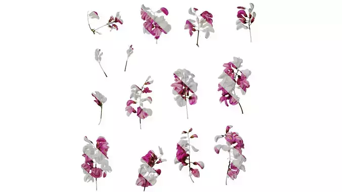Anydrafts Robinia pseudoacacia purple robe Flower 03 Texture