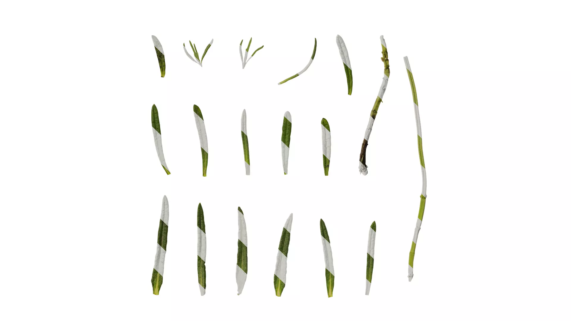 Anydrafts Lavandula stoechas Atlas 04 Texture