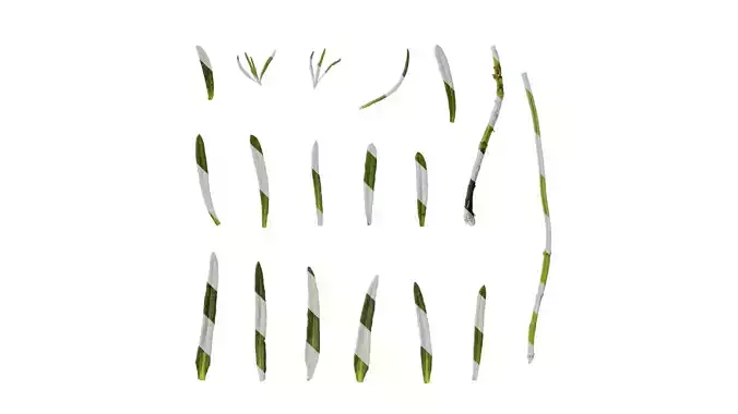 Anydrafts Lavandula stoechas Atlas 04