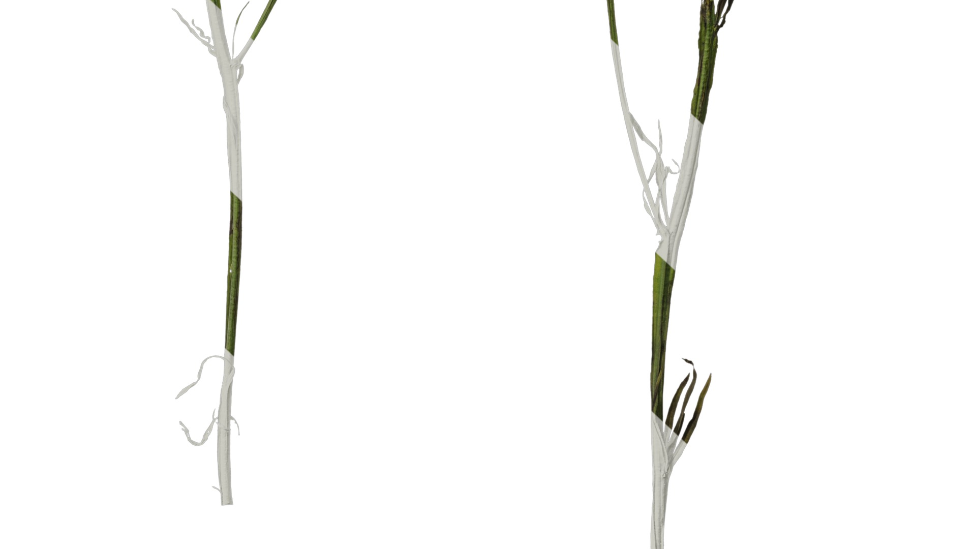 Anydrafts Limonium sinense Atlas 05 Texture_6