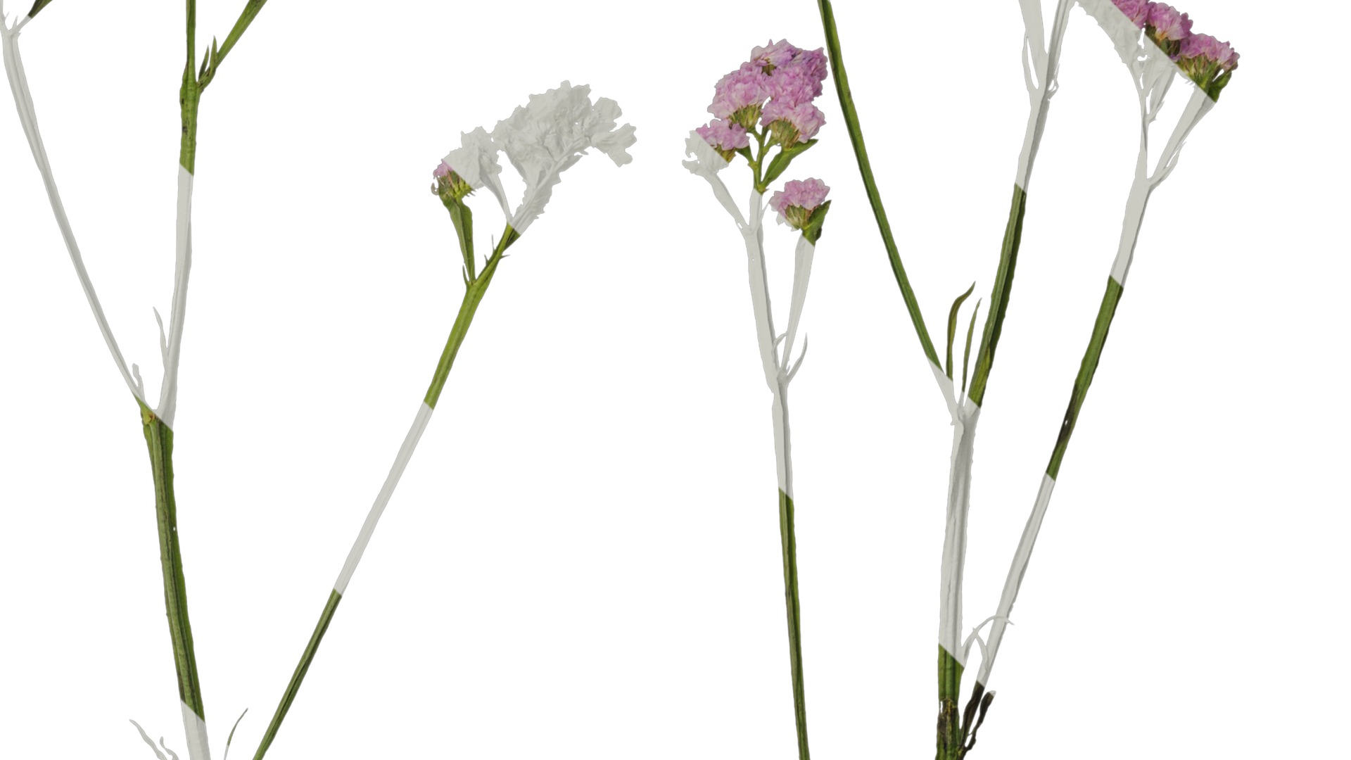 Anydrafts Limonium sinense Atlas 05 Texture_4