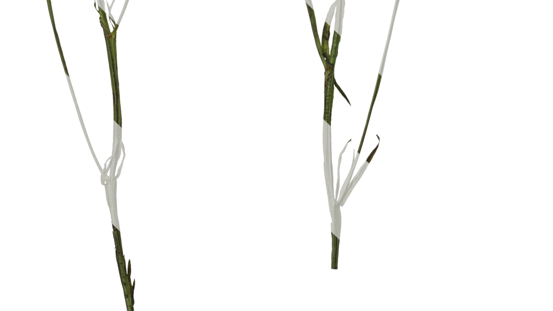 Anydrafts Limonium sinense Atlas 05 Texture_5