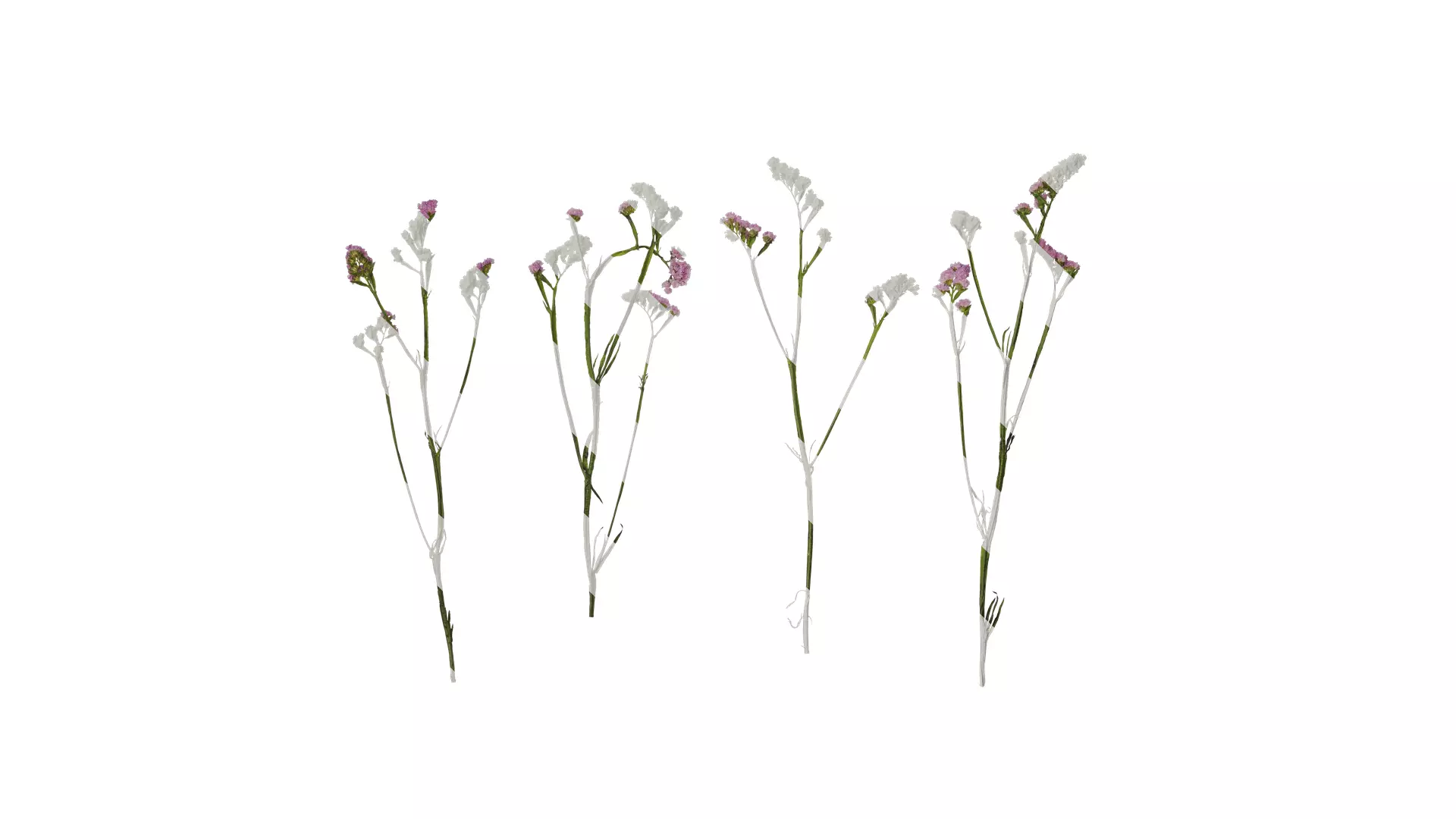 Anydrafts Limonium sinense Atlas 05 Texture_0