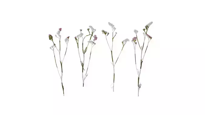 Anydrafts Limonium sinense Atlas 05