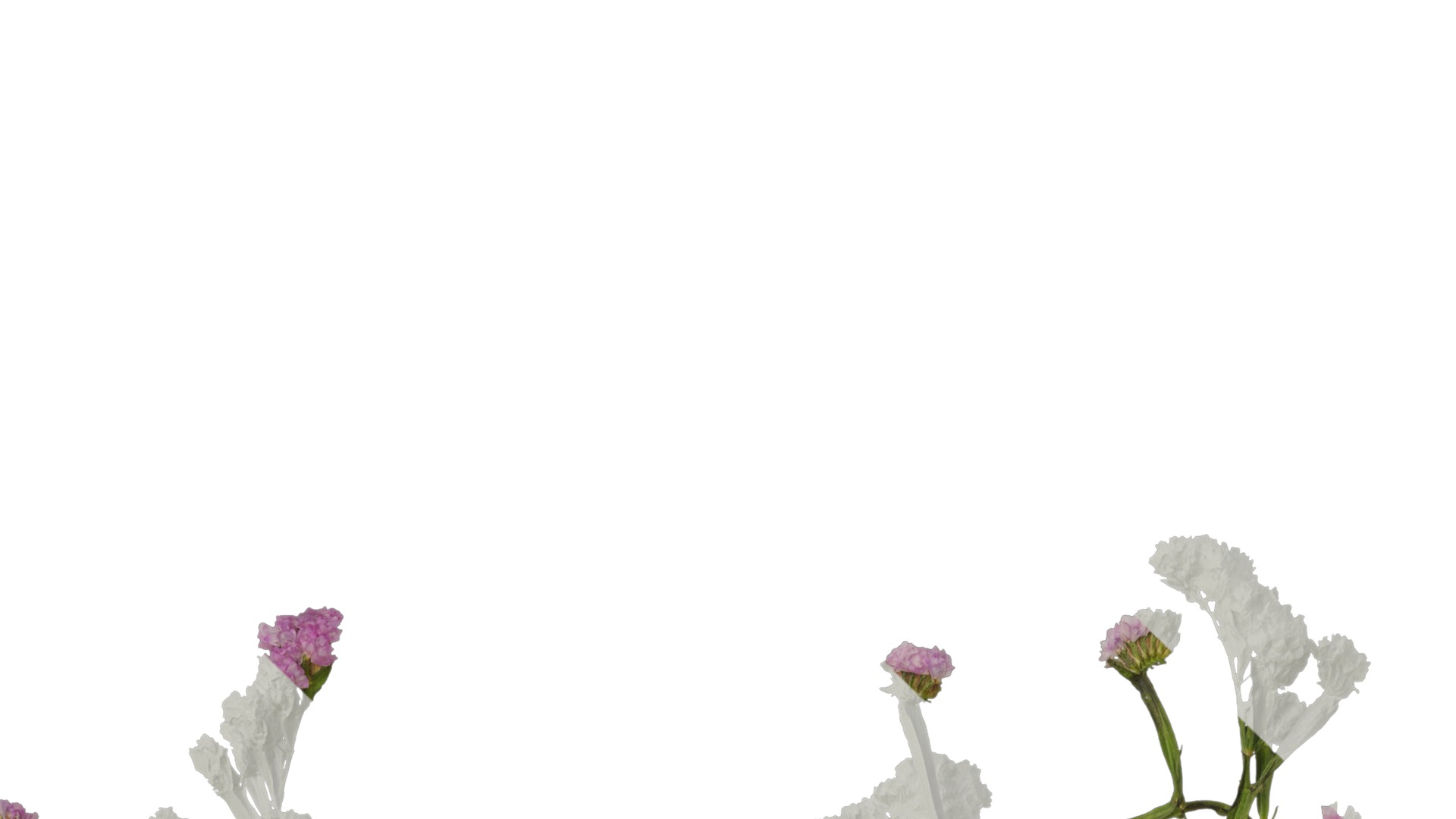 Anydrafts Limonium sinense Atlas 05 Texture_1