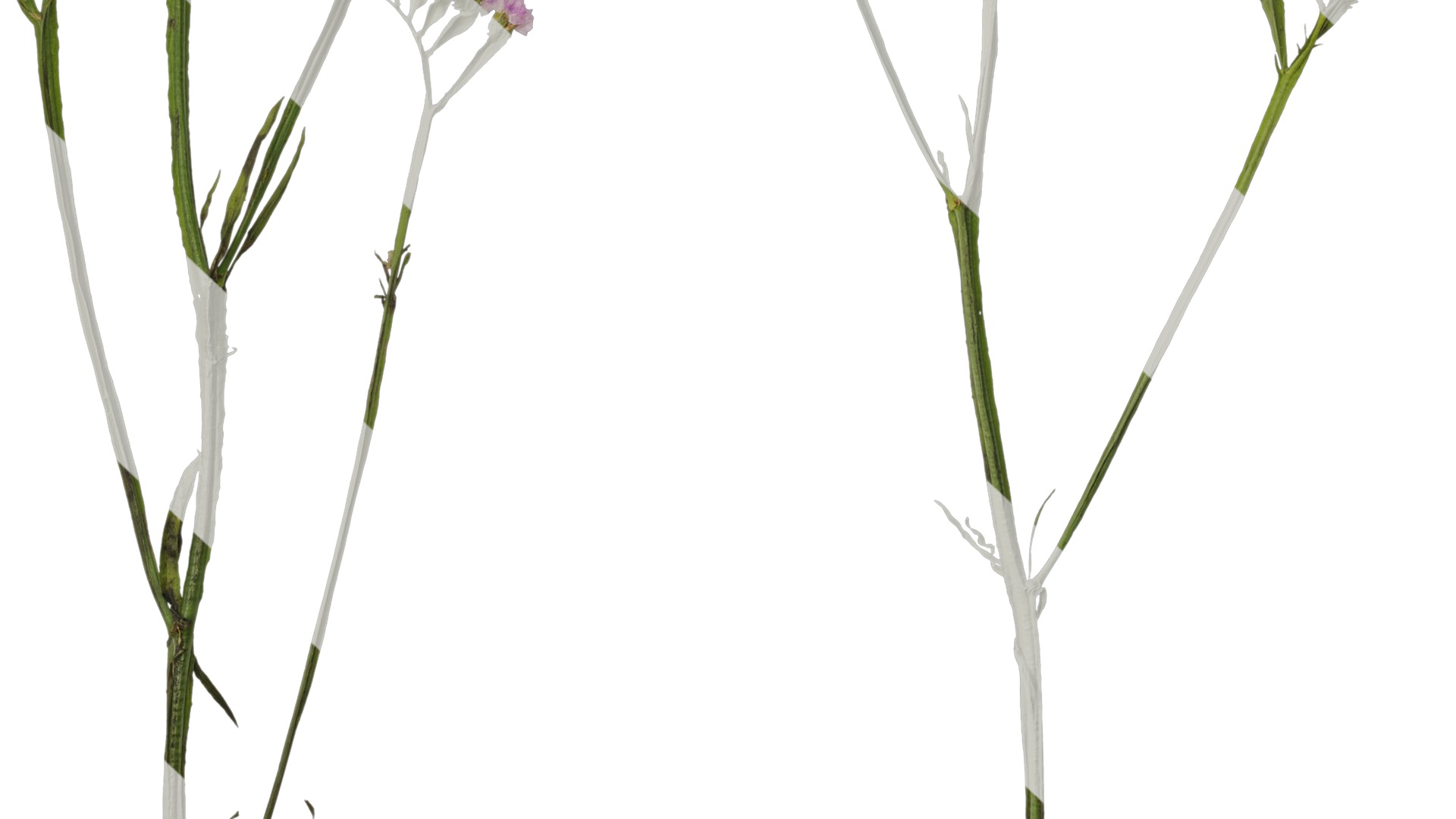 Anydrafts Limonium sinense Atlas 05 Texture_7