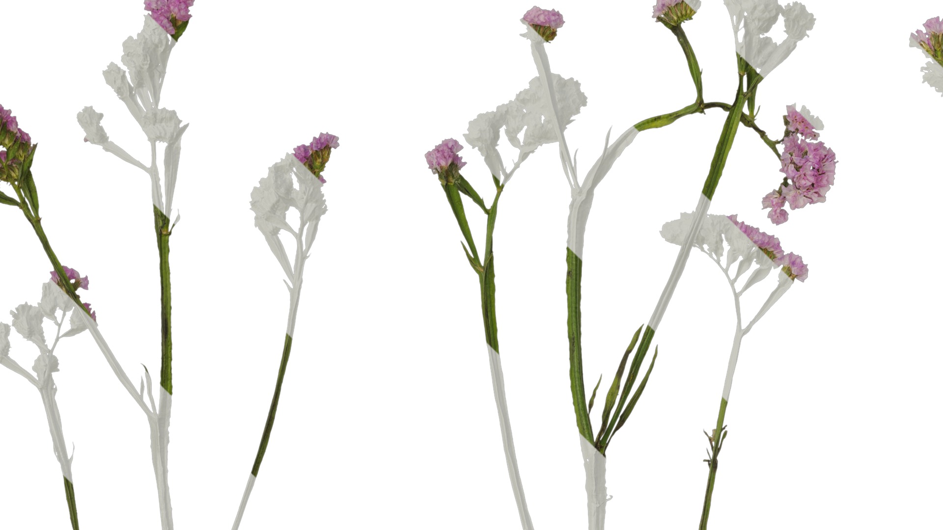 Anydrafts Limonium sinense Atlas 05 Texture_3