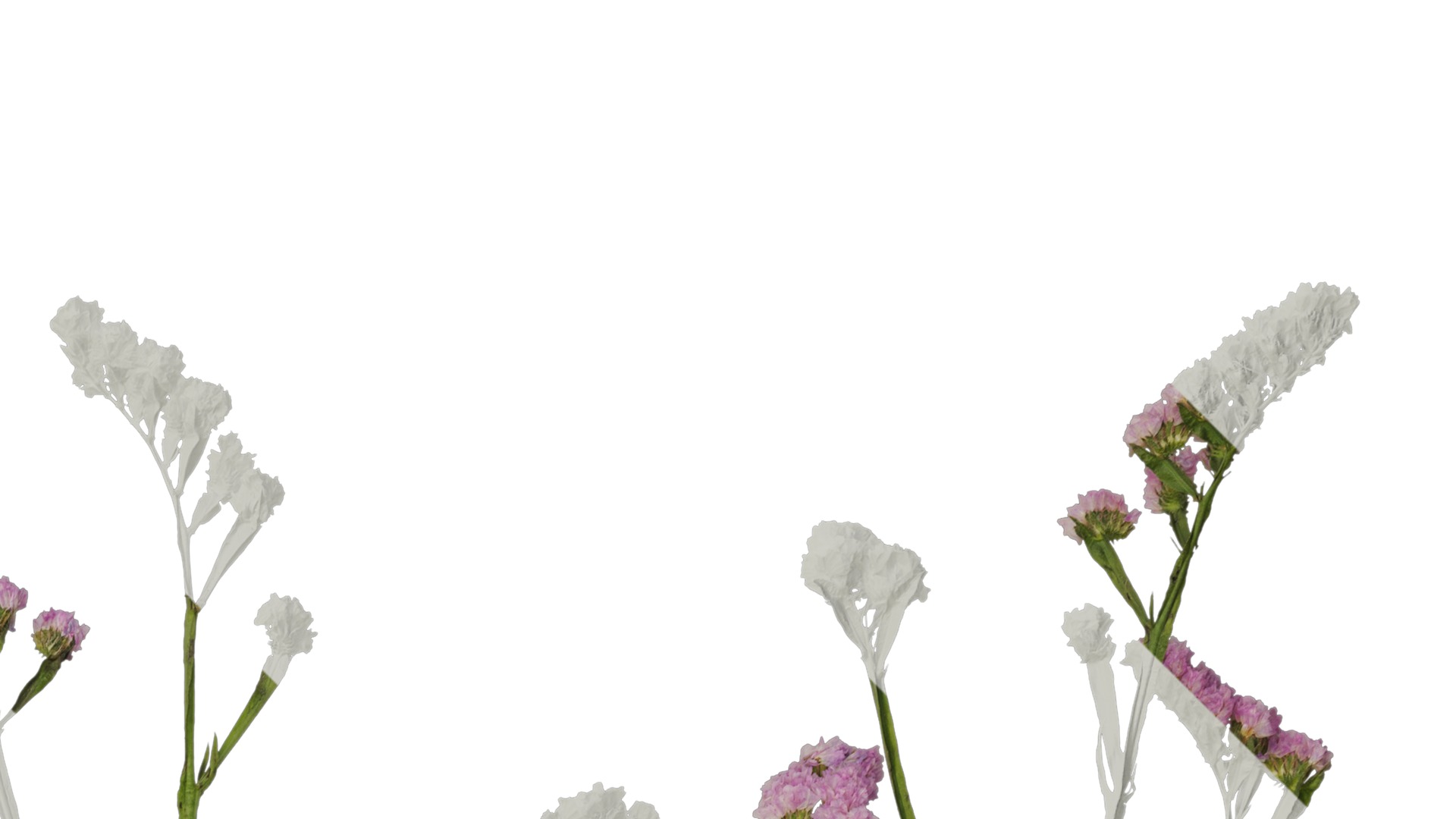 Anydrafts Limonium sinense Atlas 05 Texture_2
