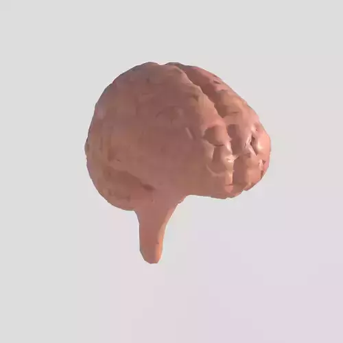 Brain