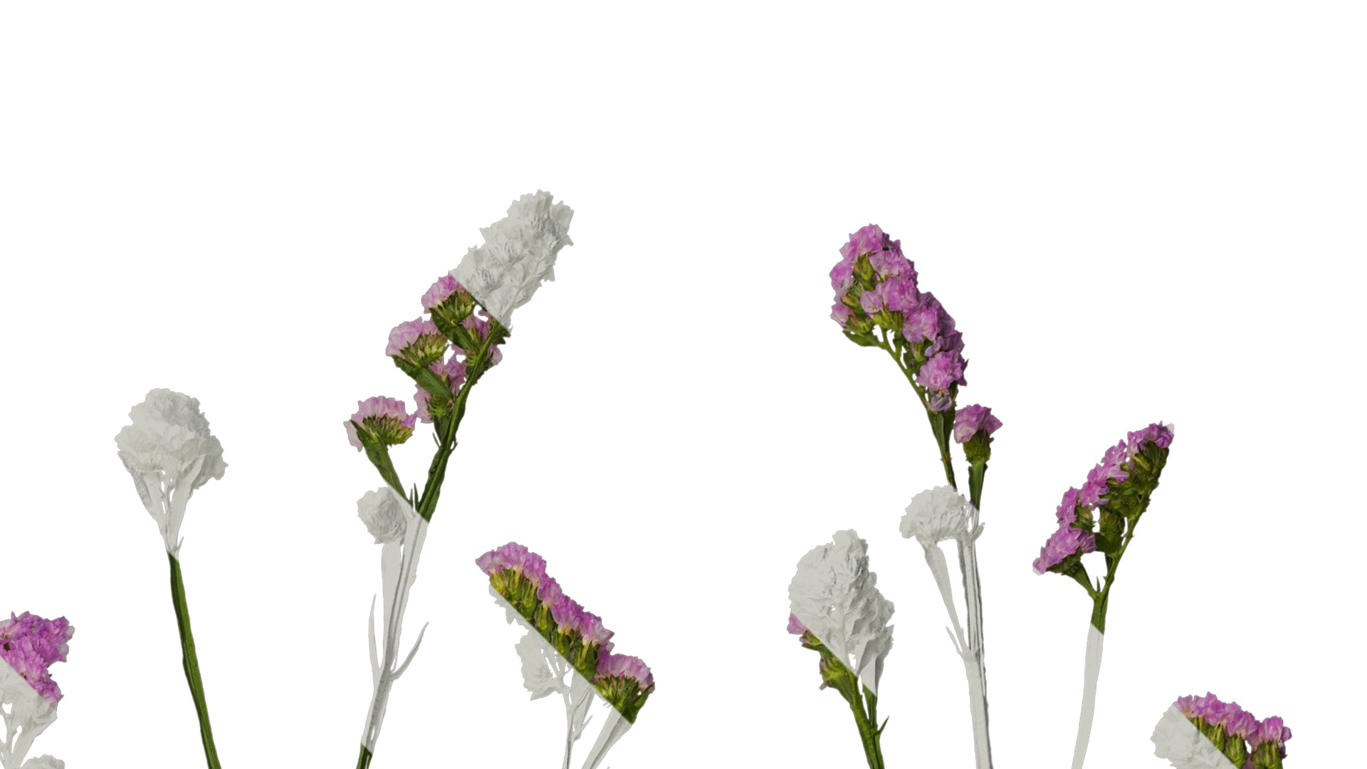 Anydrafts Limonium sinense Atlas 07 Texture_2