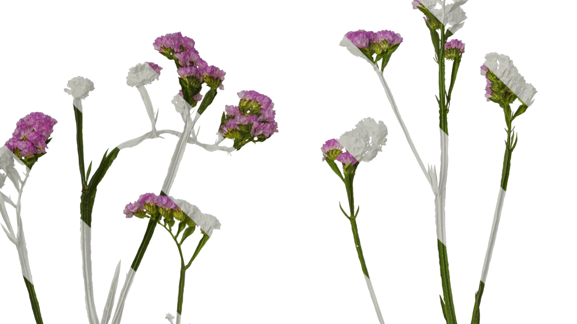 Anydrafts Limonium sinense Atlas 07 Texture_3