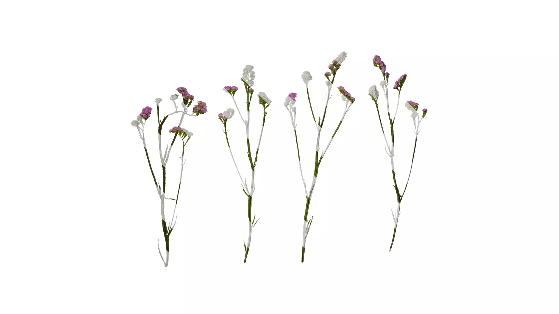 Anydrafts Limonium sinense Atlas 07 Texture_0