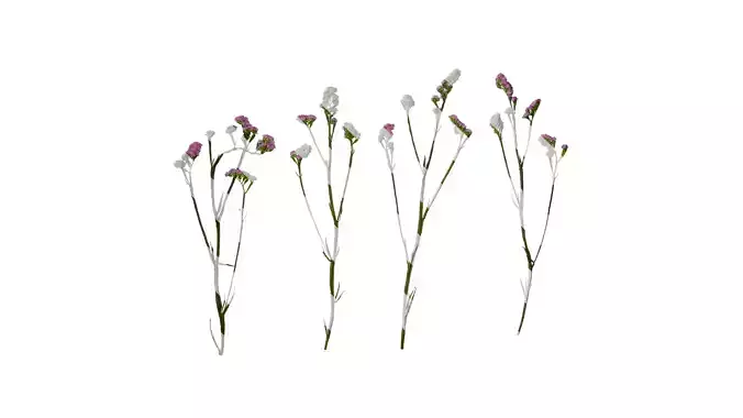 Anydrafts Limonium sinense Atlas 07