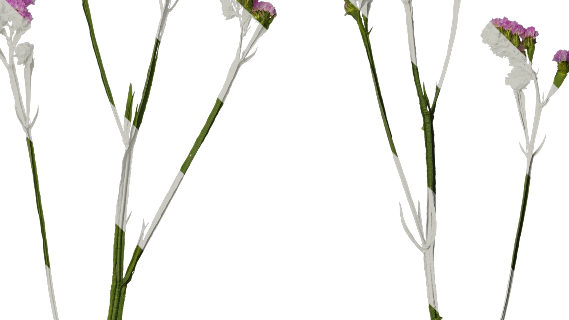 Anydrafts Limonium sinense Atlas 07 Texture_4