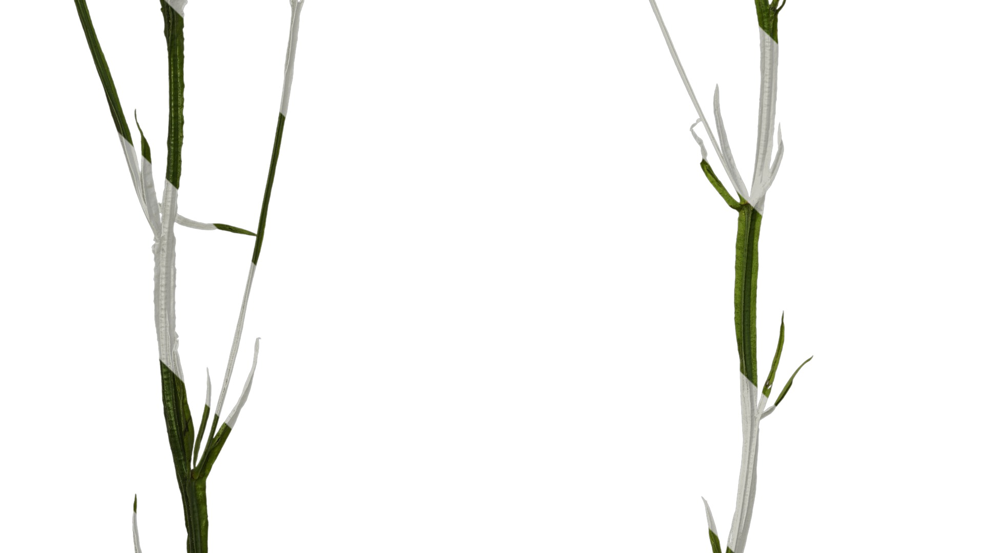 Anydrafts Limonium sinense Atlas 07 Texture_5