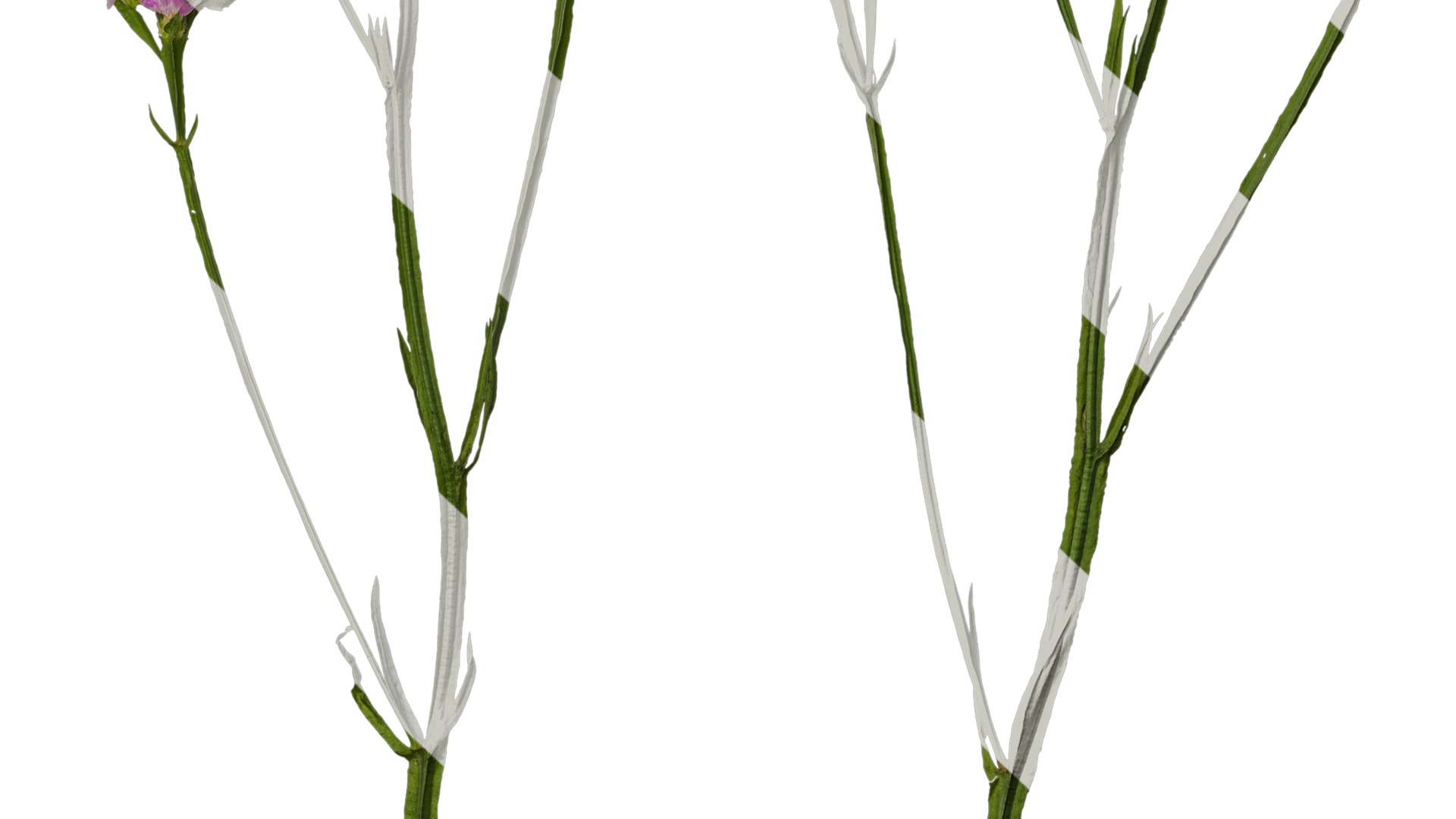 Anydrafts Limonium sinense Atlas 07 Texture_7