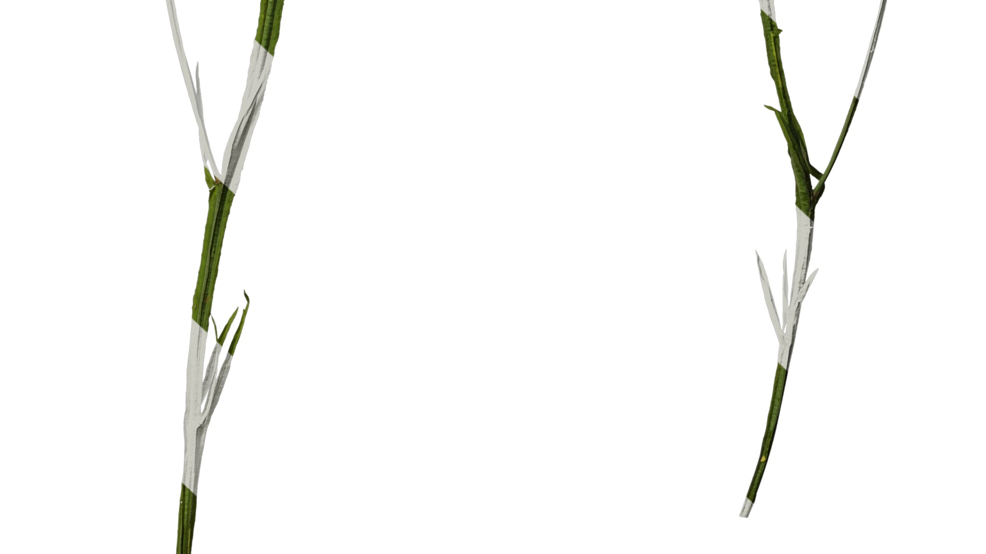 Anydrafts Limonium sinense Atlas 07 Texture_6