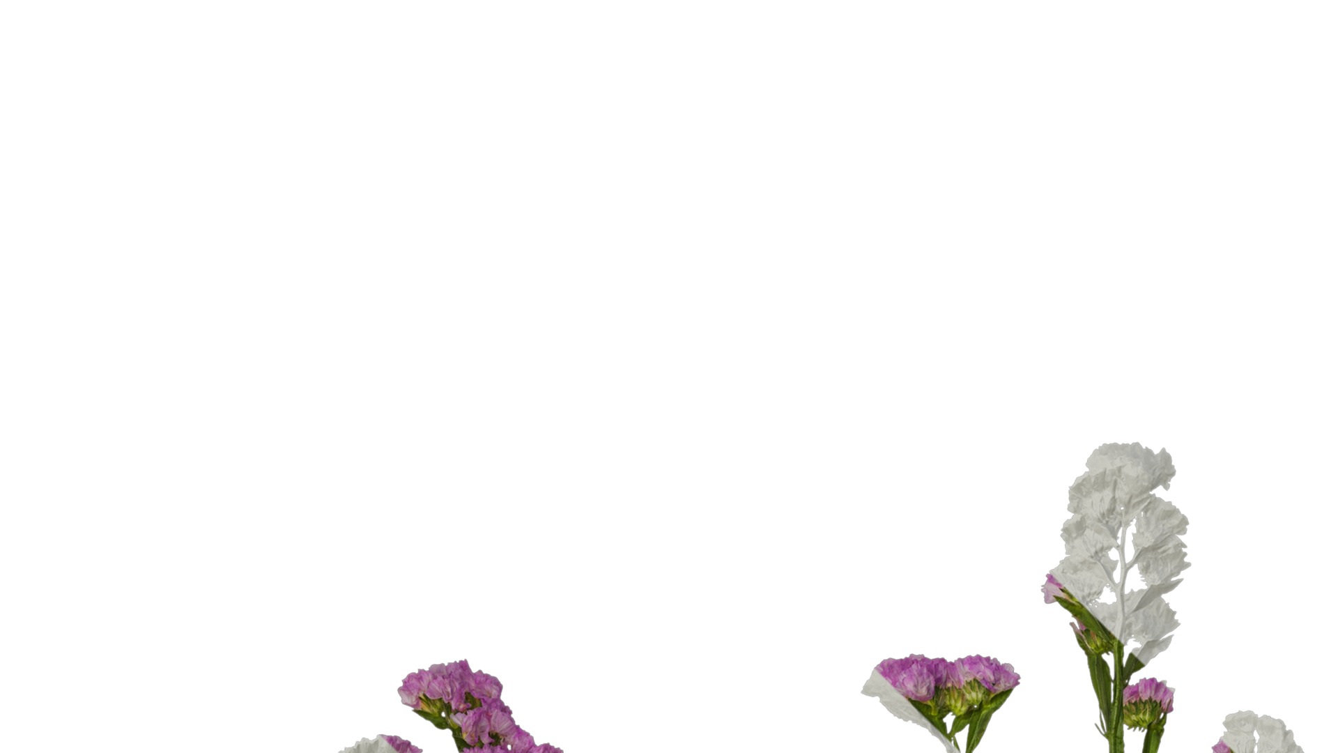 Anydrafts Limonium sinense Atlas 07 Texture_1
