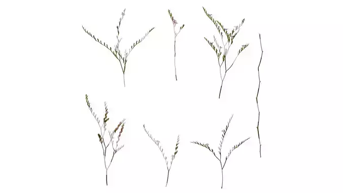 Anydrafts Limonium sinense Atlas 13