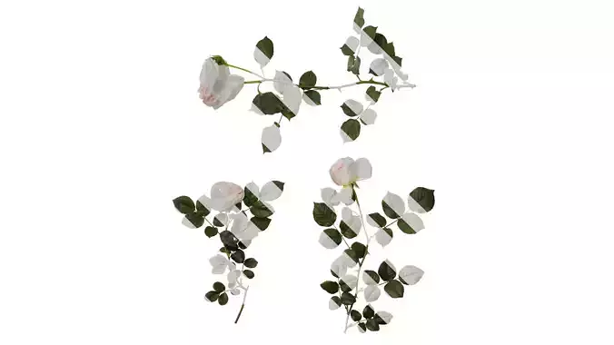 Anydrafts Rosa chinensis Atlas 07