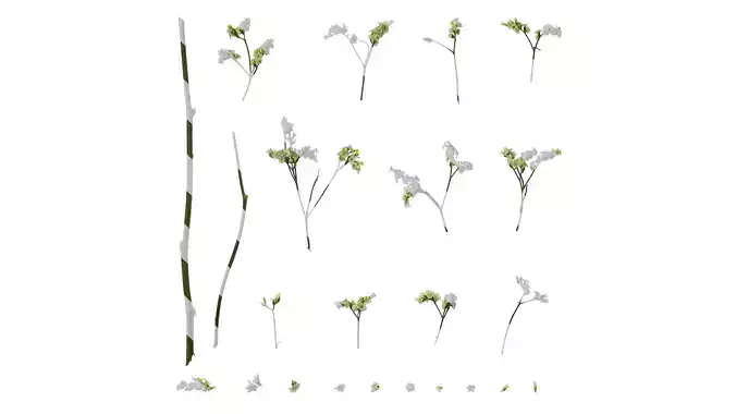 Anydrafts Limonium sinense Flower 01