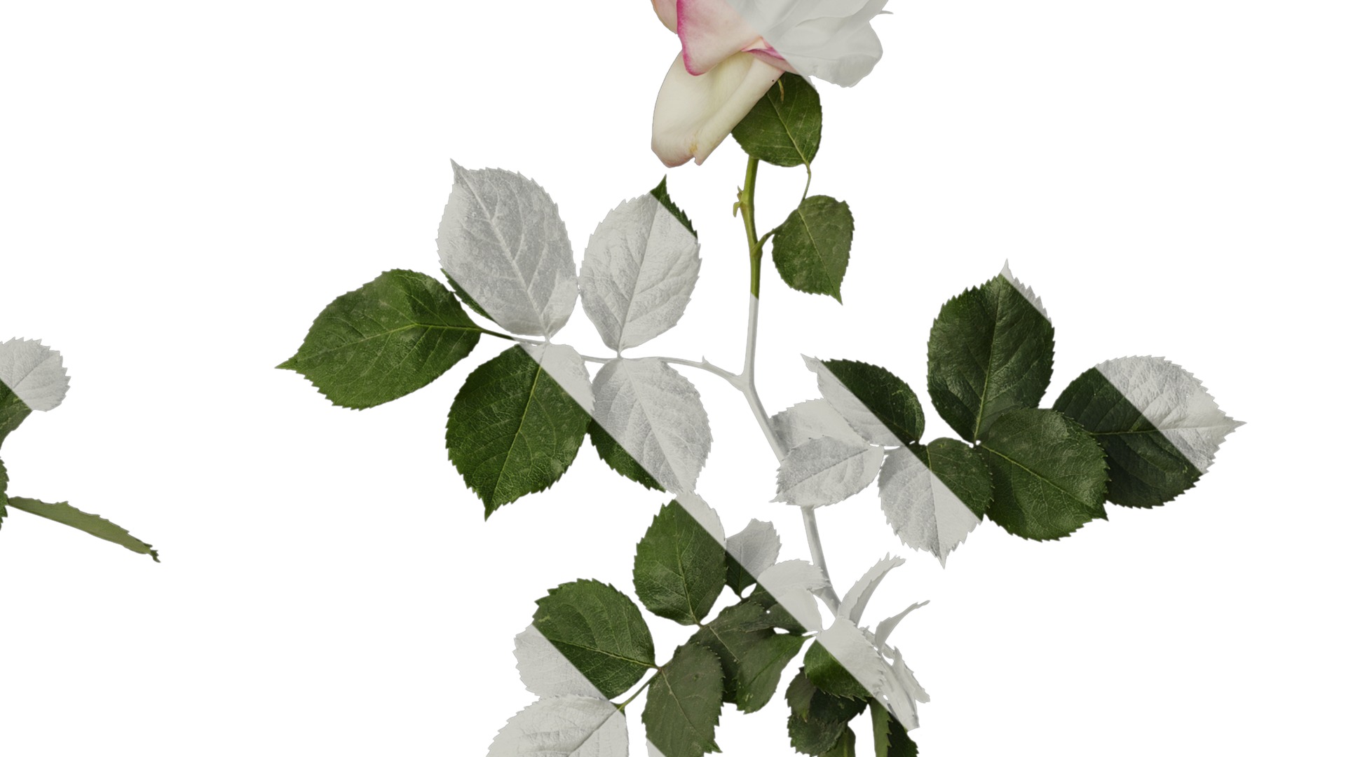 Anydrafts Rosa chinensis Atlas 08 Texture_2