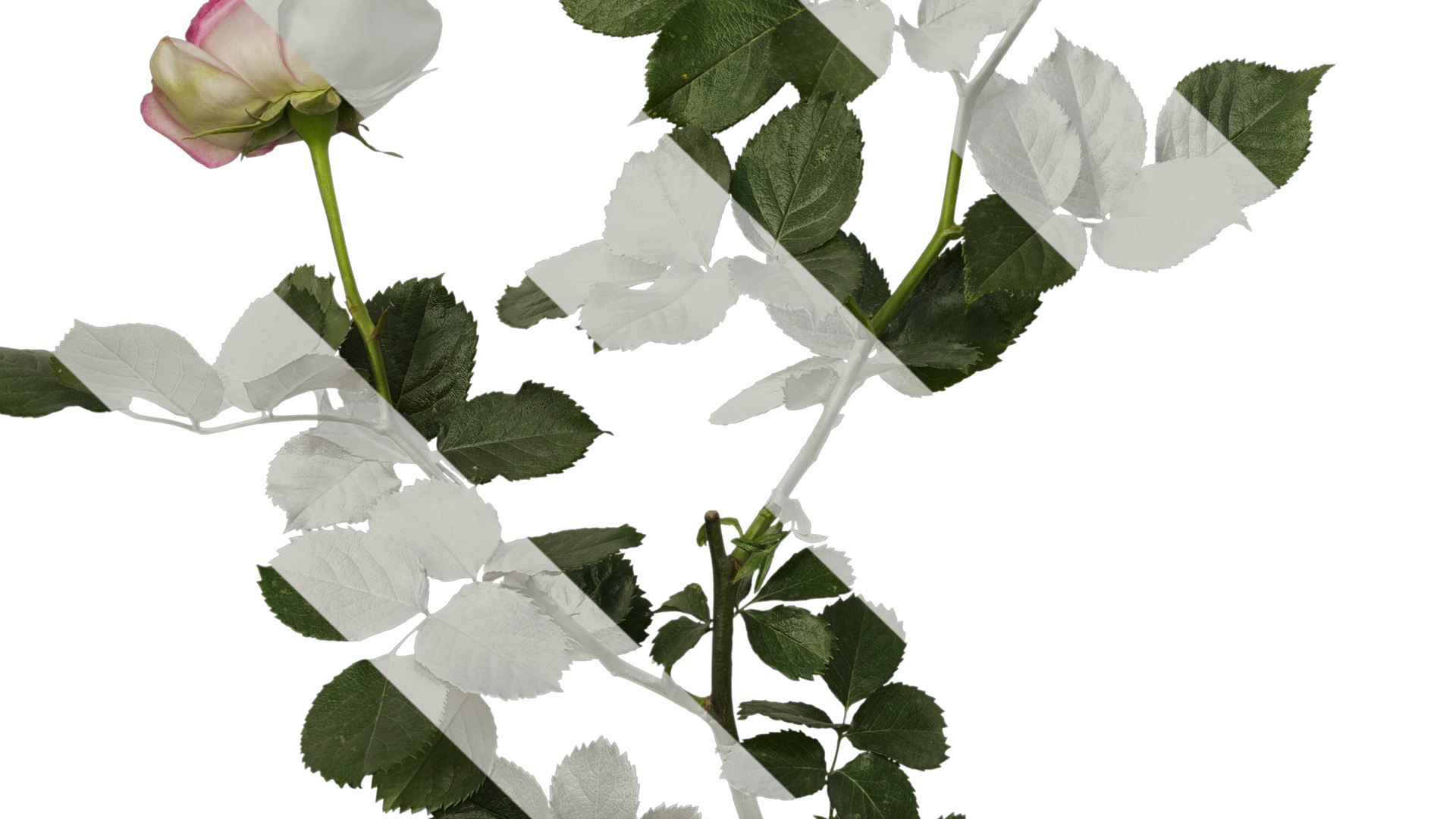 Anydrafts Rosa chinensis Atlas 08 Texture_5