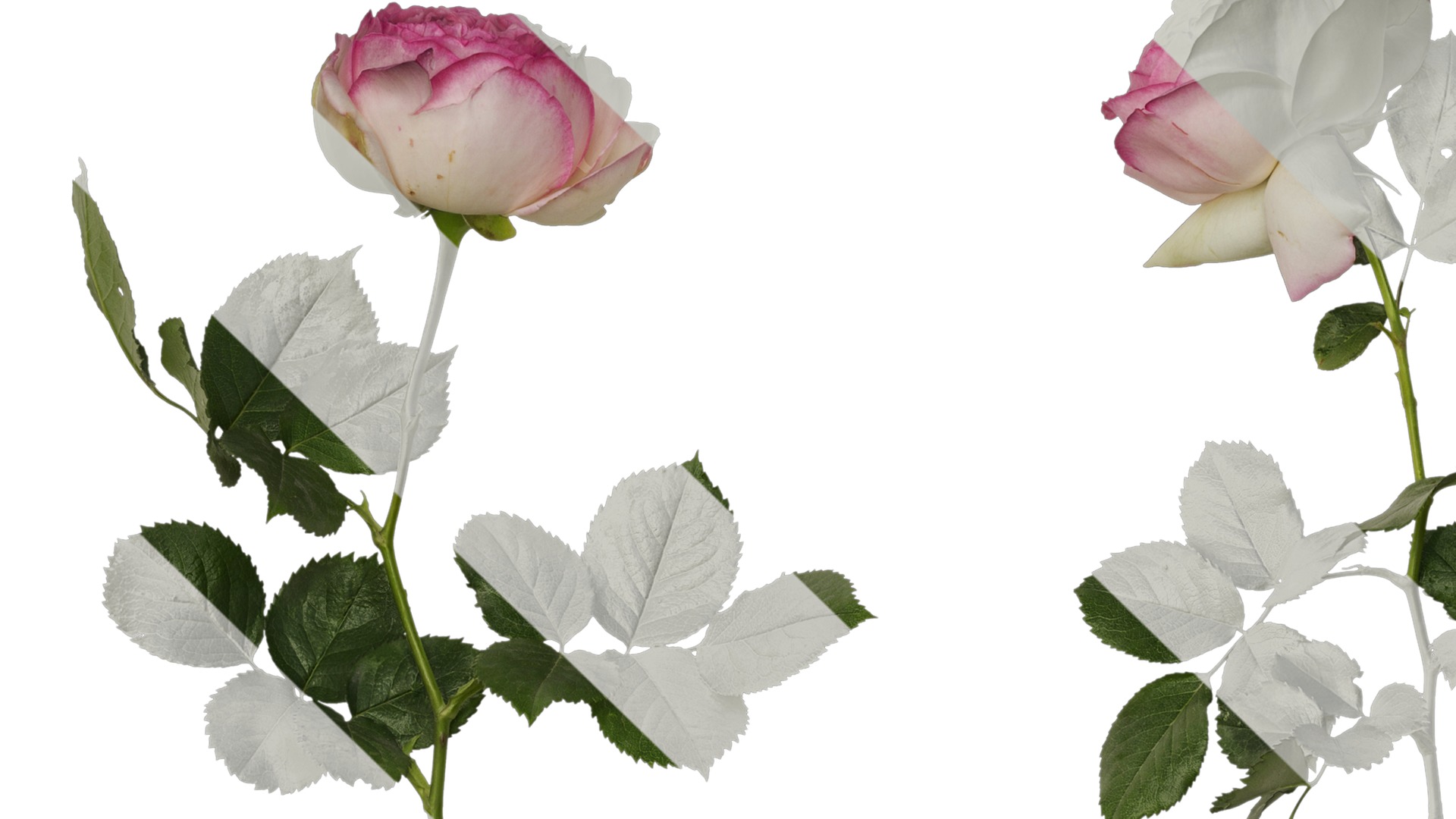 Anydrafts Rosa chinensis Atlas 08 Texture_1