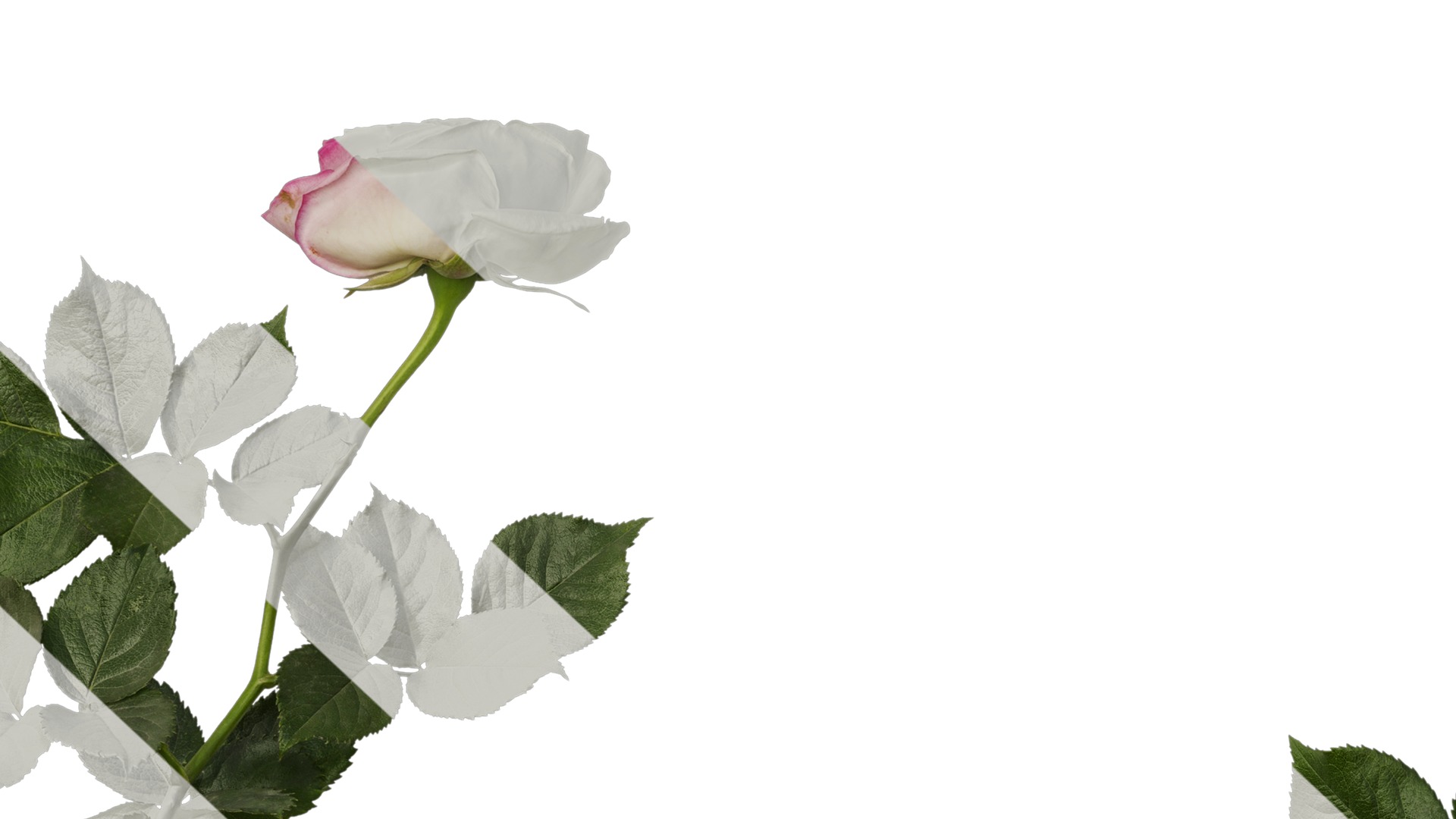 Anydrafts Rosa chinensis Atlas 08 Texture_7