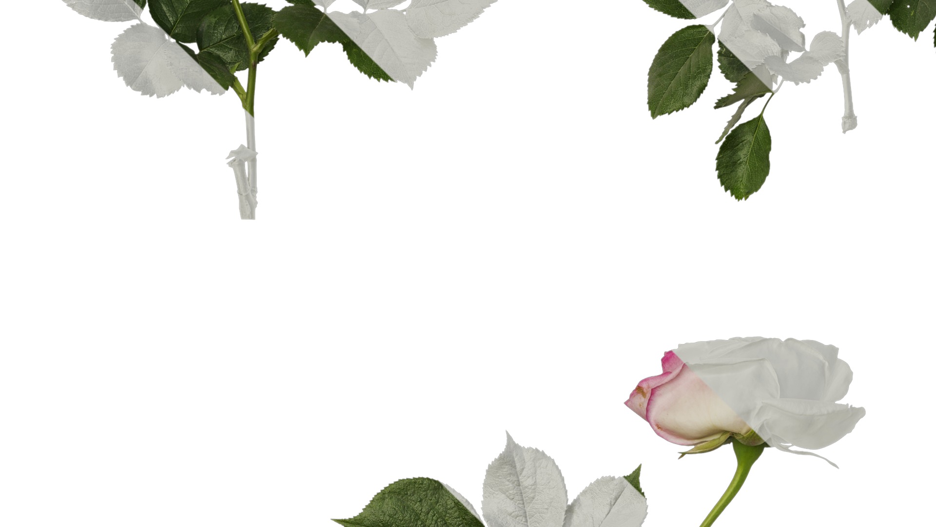 Anydrafts Rosa chinensis Atlas 08 Texture_3