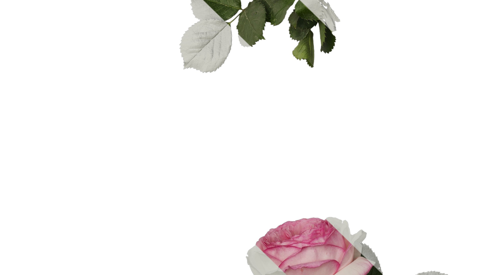 Anydrafts Rosa chinensis Atlas 08 Texture_4