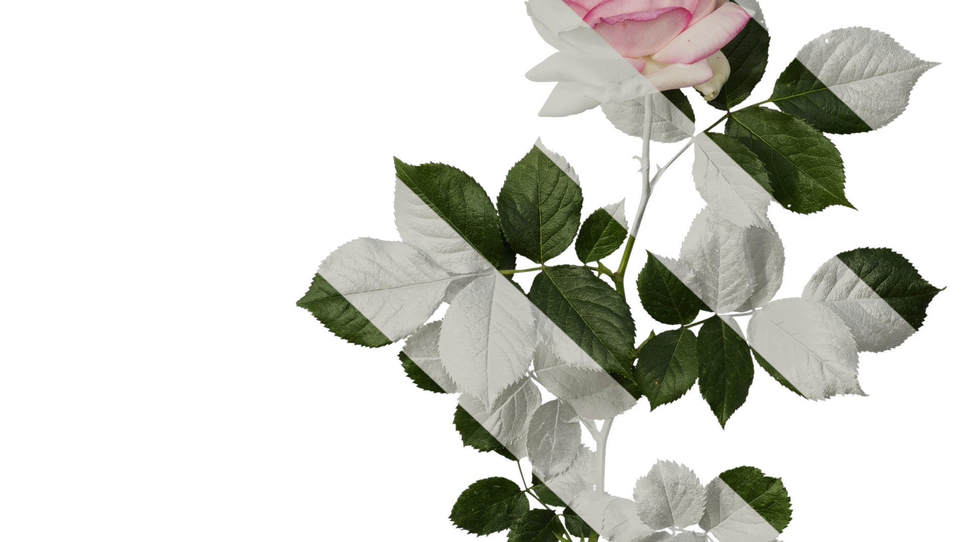 Anydrafts Rosa chinensis Atlas 08 Texture_6