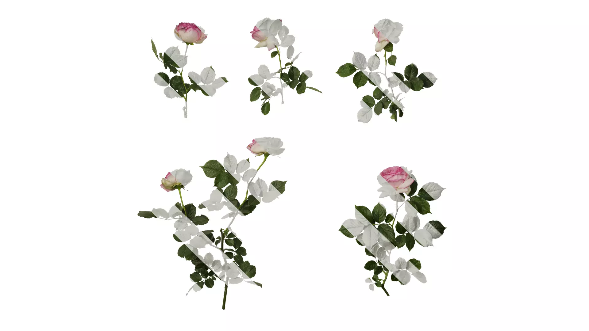 Anydrafts Rosa chinensis Atlas 08 Texture_0