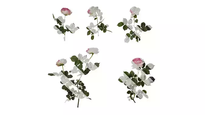 Anydrafts Rosa chinensis Atlas 08