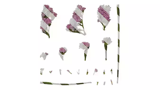 Anydrafts Limonium sinense Flower 03