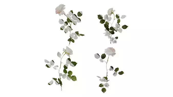 Anydrafts Rosa chinensis Atlas 09