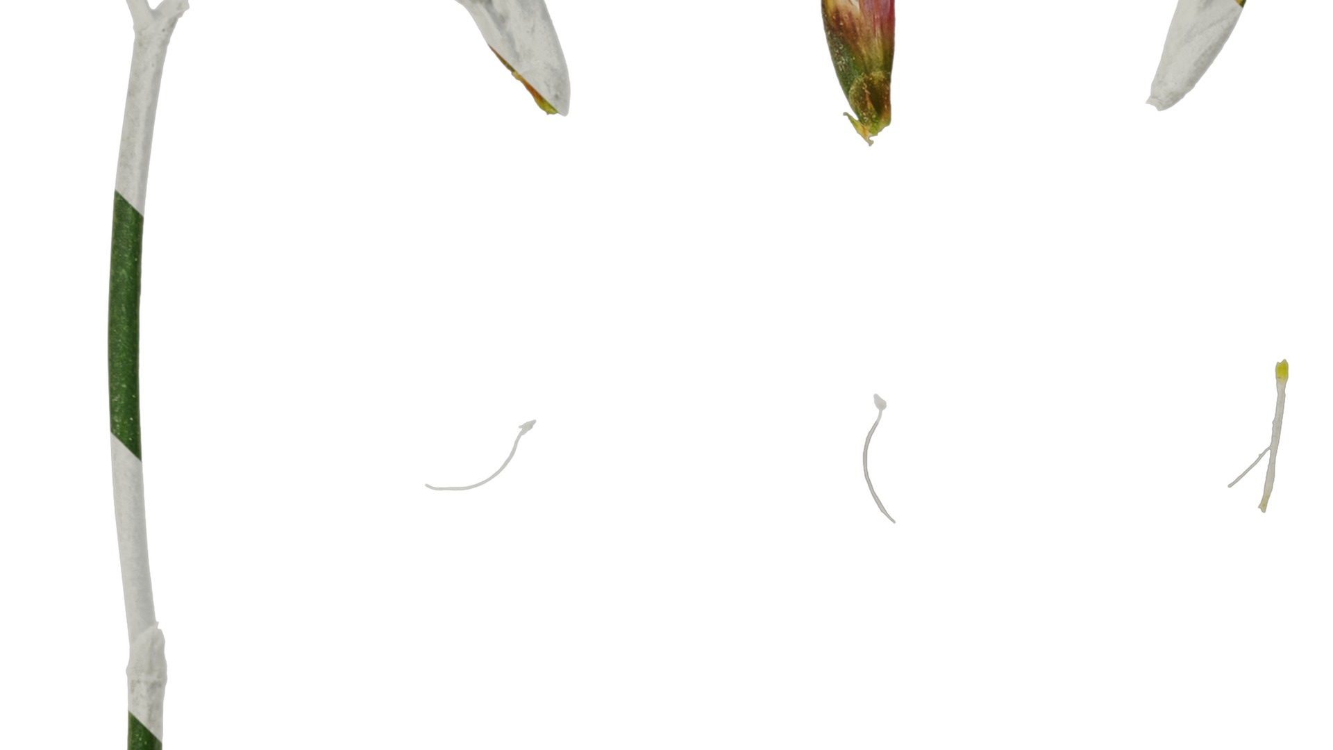 Anydrafts Limonium sinense Flower 05 Texture_3