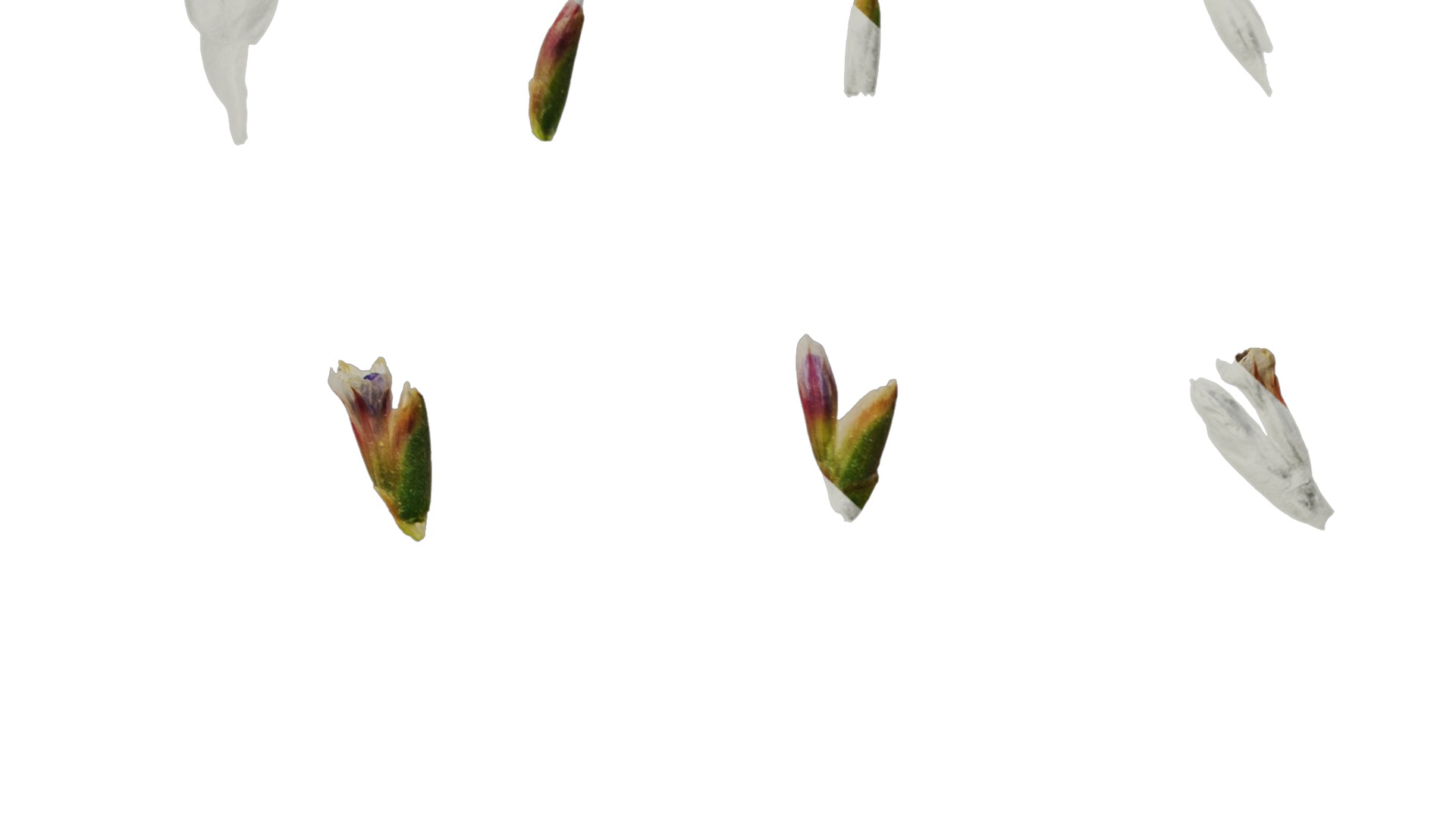 Anydrafts Limonium sinense Flower 05 Texture_6